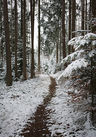 Winter in Pfarrerwald 8