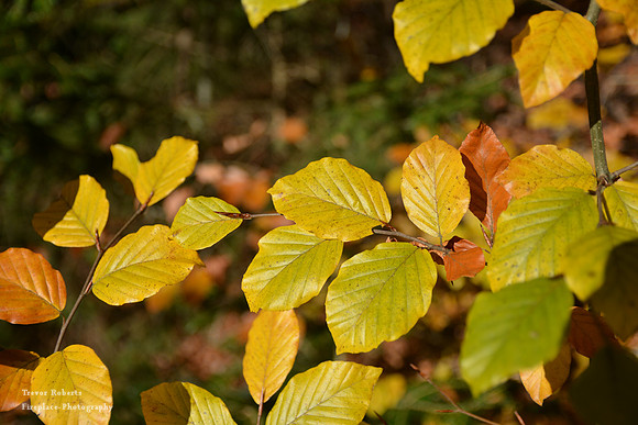 Autumn leaves - detail