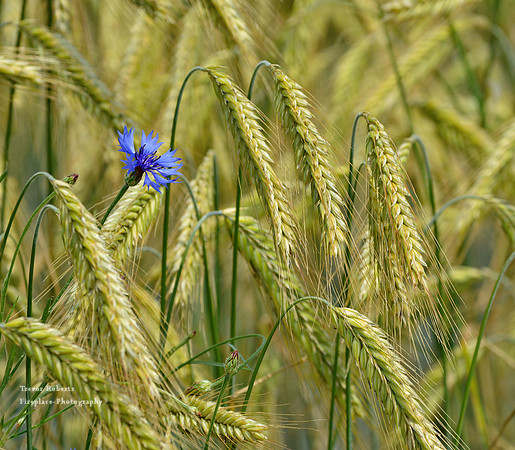 Blue cornflower