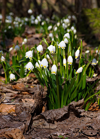 First sign of spring in the forest by the stream