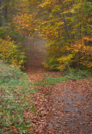 Misty path