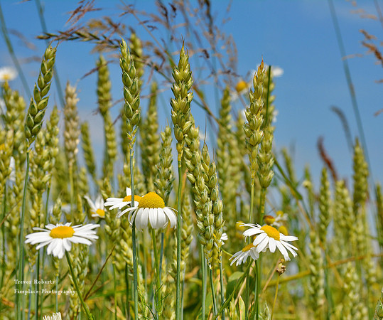Daisies at the edge of the field