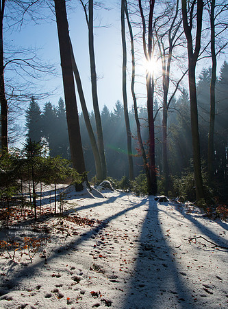 Winter Shadow games in the forest
