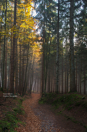 A swath of golden light over the forest path