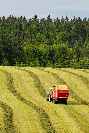 Haymaking in Pilsbach