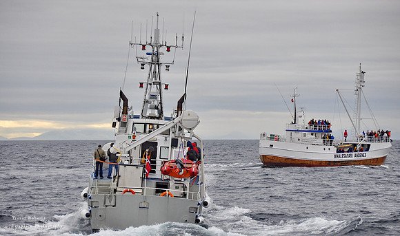 Whale watching at Andenes