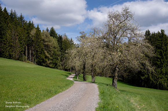 Spring is starting in Wolfsegg . Panoramaweg